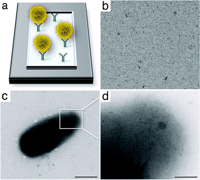 (a) Schematic to indicate how cells (yellow) may be recruited to functionalized affinity capture devices containing His-tagged protein A and antibodies (IgGs, blue) against cell surface receptors. (b) Affinity devices lacking IgGs fail to recruit cells. (c) Image of HEK 293T cell isolated onto an affinity device. Scale bar is 0.5 μm. (d) Image taken on the curved edge of the cell surface shows visible features within the cell. Scale bar is 0.1 μm.