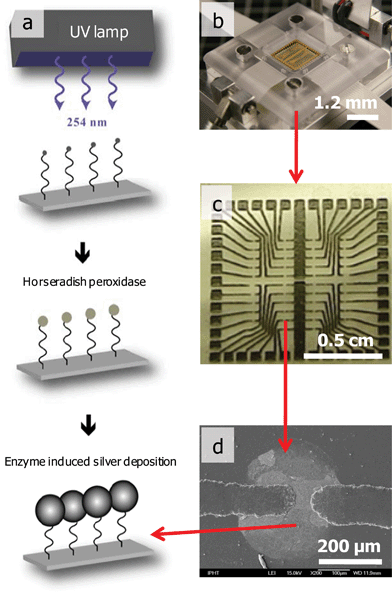 Working principles of a DNA chip: (a) scheme of the chip preparation and analysis, (b) DNA chip reader, (c) printed circuit board layout, (d) bridge between two electrode gaps due to the binding of complementary target molecules and enzyme catalyzed silver deposition.