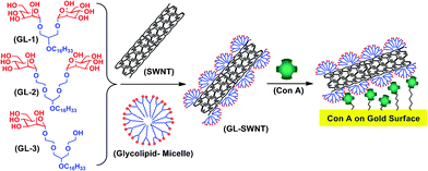 Schematic showing the three glycolipids used in this study (GL-1, GL-2 and GL-3), their self assembly on SWNTs (GL-SWNTs) and molecular recognition of tetrameric Con A presented on a gold surface.