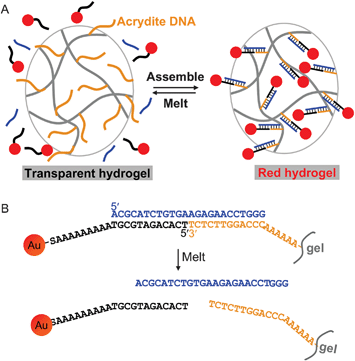 (A) Schematic presentation of DNA-directed assembly of AuNPs onto a hydrogel surface. The assembly is a reversible process and can be controlled by temperature. (B) DNA sequences and linkages used in this work.