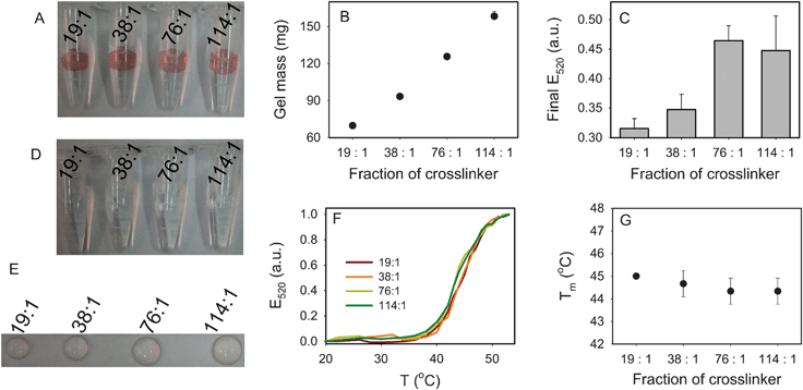 Effect of acrylamide : bisacrylamide ratio (gel percentage = 6%, acrydite-DNA concentration = 10 μM). (A) A photograph of the four hydrogels with DNA-linked AuNPs. The change in gel size can be observed. (B) The gel mass as a function of crosslinker ratio. (C) Quantification of AuNP on the gel in (A) after complete thermal dissociation of AuNPs. Although the 19 : 1 sample appears to have a higher AuNP density, it has a smaller surface area, leading to a lower AuNP adsorption capacity. (D) Without linker DNA, no AuNP was associated with the gels. (E) A photograph of the gels after the melting experiment; most of the AuNPs were dissociated. The gel size difference can be observed. (F) The normalized melting curves of the four samples. (G) Tm as a function of crosslinker ratio.