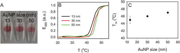 Effect of AuNP size (4% gels). (A) A photograph of the three hydrogels with DNA-linked AuNPs. (B) The normalized melting curves of the four samples. (C) Tm as a function of AuNP size.