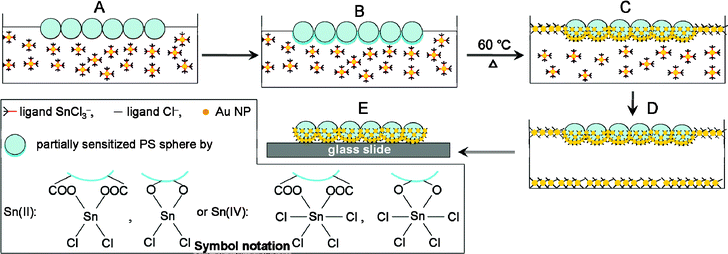 Schematic illustration for the preparation of ordered arrays of asymmetric PS/Au composite spheres at air/liquid interface. (A) A monolayer of PS spheres was spread over the Au colloid surface as a template, (B) unreacted Sn2+ ions in the Au colloid sensitized the immersed region of PS spheres, (C) colloidal Au NPs were speedily self-assembled at the air/liquid interface and on the sensitized portions of PS spheres by heating the Au colloid, (D) no more colloidal Au NPs could be supplied for further assembly when Au colloid became clear, and (E) the ordered array of asymmetric PS/Au composite spheres was transferred on a glass slide or a silicon plate for further experiments.