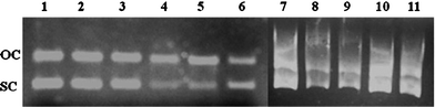 Agarose gel electrophoresis pattern for pUC18 plasmid DNA in the presence of increasing concentrations (20–100 μM) of rutin (Lane 7–11) and rutin–iron complex (Lane 2–6). Lane 1: control. Plasmid DNA: 400 ng). OC = Open coiled, SC = Super coiled.