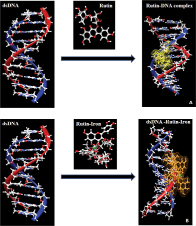 
            In silico binding mode for rutin (A) and the rutin–iron complex (B) with dsDNA using PATCHDOCK online server.