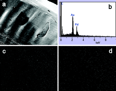 (a) SEM image (×70) of chitosan/Au–Pd film. EDX spectrum (b) and elemental maps for Au (c) and Pd (d) for the image in (a) are shown.