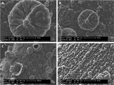 SEM images of electrodeposited polypyrrole (PPy) from pyrrole aqueous solutions using CDC (A, B, C) and PDC (D) at 4 V vs. Ag/AgCl for equal ON-time deposition mode. Part of the image reproduced from ref. 51 with permission of Elsevier.