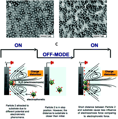 Single-size deposit particles by PDC (A) and CDC polarisation (B). All particles are deposited at 3.3 V cm−1 for 2 min. (C) Illustration of on-going deposit particles during EPD. The effect of electrokinetic phenomena is to induce the on-going particles as they approach the substrate. The off-mode condition reduces the effect of electroosmosis on an incoming deposit particle (particle 2). Image reproduced from ref. 47 with permission of Elsevier.