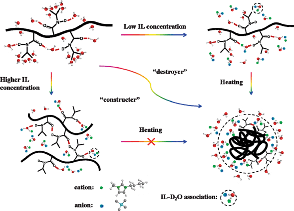 Schematic illustration of role of ionic liquid dynamics on the phase separation of aqueous PNIPAM solutions with variation in the IL concentration and temperature.