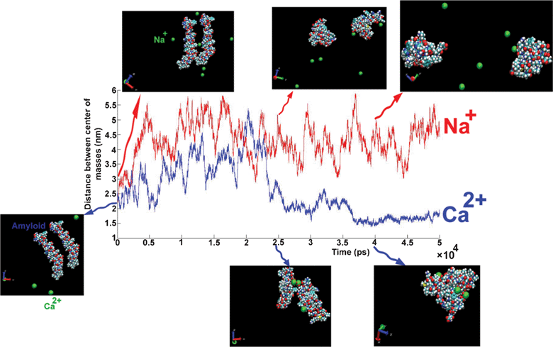 The distance between the centers of mass of amyloids as a function of simulation length for different cations: Na+ (red line), Ca2+ (blue line). Snapshots at three different times for each trajectory plotted on curve. Unpublished data by the authors.