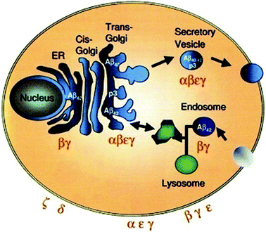 Schematic illustration of the intracellular itinerary of APP, cellular localization of APP processing. Aβ42 is the predominant product in the ER and endosome. Aβ40 is predominantly produced in the secretory pathway and at the plasma membrane. Reproduced with permission from reference.27