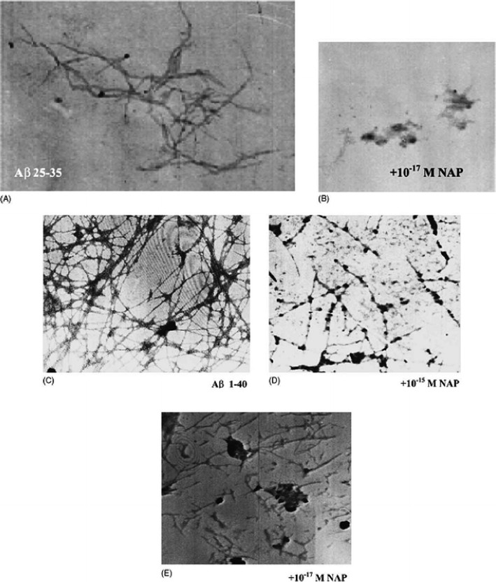 Electron microscopy: (A) Aβ (25–35) solution (100 μM); (B) Aβ (25–35) with the addition of NAP at 10−17 M; (C) Aβ (1–40) solution (250 μM); (D) Aβ (1–40) with the addition of NAP at 10−15 M and (E) 10−17 M concentrations. Reproduced with permission from reference.46