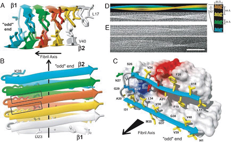 3D structure of one of the Aβ protofibrils. A, B and C show a different protofibrils along an axis (black arrow). The disordered N-terminal tail (1–16) is not represented. Each monomer within the protofibrils is represented by a different color. The beta strands are represented by an expanded arrow. Each peptide forms two beta-strands separated by a loop. There is a link between salt and D23 and K28 represented by a rectangle on B. The two beta strands form with their respective neighboring 2FPb perpendicular to the axis of the protofibrils. D shows an AF composed of four protofibrils. E shows cryoelectron micrographs of protofibrils. Reproduced with permission from reference.47