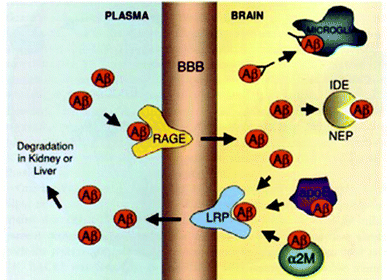 Mechanisms of Aβ clearance from the brain: (i) microglial phagocytosis, (ii) enzymatic digestion by insulin degrading enzyme (IDE) or neprilysin (NEP), (iii) receptor mediated clearance across the BBB via a receptor related protein (LRP) or a receptor for advanced glycation end-products (RAGE), and (iv) chaperone assisted (ApoE or α2-macroglobulin) clearance across the BBB. Reproduced with permission from reference.27