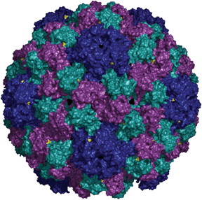 Structure of BMV. The 180 identical coat proteins are arranged in a T = 3 symmetry. Val 168 is highlighted in yellow. The particles described in this paper are cBMV chimeras displaying genetically engineered Cys side chains at position 168 in the BMV coat protein. The structural information was obtained from viperdb.scripps.edu. The image was created using Pymol software.