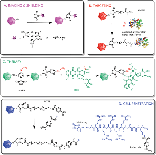 Design and reaction scheme of surface modifications of cBMV with different ligands. (A) cBMV particles were reacted with fluorescent OregonGreen 488 and PEG (MW 2000 Da, n = 44) molecules via maleimide–thiol chemistry. (B) Oxidized transferrin (structure was obtained from pdb.com) was introduced to particles through a two-step reaction by employing first thiol–maleimide then aldehyde–hydrazide coupling using the bivalent linker KMUH (n = 7). (C) Doxorubicin molecules were attached to cBMV particles in a two-step reaction utilizing thiol–maleimide and ketone–hydrazide coupling using the linker MHPH. (D) R5-peptide was linked to particles in a two-step reaction, first MTFB was introduced using maleimide–thiol chemistry, second R5 was conjugated via aldehyde–hydrazide linkage.