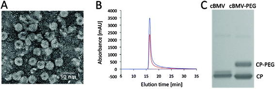 Biochemical characterization of PEG modified cBMV nanoparticles. (A) Transmission electron micrograph of UAc-stained cBMV–PEG particles. (B) Size exclusion chromatogram of cBMV–PEG monitored at 260 nm (blue), 280 nm (red) (Abs 260 : 280 nm = 1.7). (C) SDS-PAGE of cBMV and cBMV–PEG. PEGylated coat proteins (CPs) show lower mobility, ratio of CP-PEG versus (total) CP is (1 : 1) 50%.