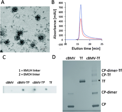 Biochemical characterization of cBMV–Tf conjugates. (A) Transmission electron micrograph of cBMV–Tf. (B) Size exclusion chromatogram of cBMV–Tf monitored at 260 nm (blue) and 280 nm (red) (A260 : 280 = 1.7). The cBMV–Tf fractions were collected and further characterized. (C) Dot blot of cBMV, cBMV–Tf generated using KMUH and EMCH linker, and free Tf (positive control). The blot was probed with an anti-transferrin and alkaline phosphatase-conjugated secondary antibody. (D) SDS-PAGE of cBMV, Tf, and cBMV–Tf (KMUH reaction). Free coat proteins (CPs), CP dimer, Tf, CP–Tf, and CP-dimer–Tf are detected after Coomassie Blue staining. * Tf is a dimer which dissociates in the denaturing conditions of the gel. The ratio of “free” Tf in the BMV–Tf samples equates to the amount of conjugated Tf. It is thus concluded the Tf* is not derived from impurities of the preparation but Tf released from the cBMV–Tf conjugate in the gel. This is as previously reported using HK97.38