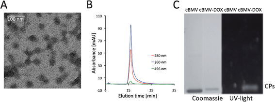 Biochemical characterization of cBMV–DOX. (A) Transmission electron micrograph of cBMV–DOX. (B) Size exclusion chromatogram of cBMV–DOX monitored at 260 nm (blue), 280 nm (red) (Abs 260 : 280 nm = 1.7) and 496 nm (green, DOX absorbance). Intact cBMV–DOX fractions were collected and further characterized. (C) SDS-PAGE of cBMV and cBMV–DOX visualized under UV light and white light after Coomassie staining.