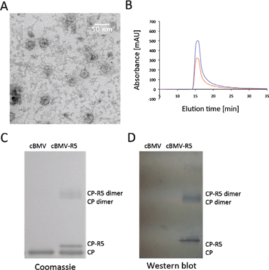 Biochemical characterization of cBMV–R5. (A) Transmission electron micrograph of cBMV–R5. (B) Size exclusion chromatogram of cBMV–R5 monitored at 260 nm (blue), 280 nm (red) (Abs 260 : 280 nm = 1.7). Intact cBMV–R5 fractions were collected and further characterized. (C) SDS-PAGE of cBMV and cBMV–R5 visualized under white light after Coomassie staining. Modified coat proteins (CP–R5) have an increased molecular weight. The ratio between CP–R5 : CP was determined based on band intensity and found to be 1 : 3. (D) Western blot probed with streptavidin–alkaline phosphatase detecting the biotin-tag of the R5 peptide.