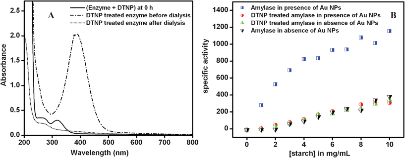 (A) UV-vis spectra of the reaction mixture of DTNP and enzyme at 0 h and after 30 h of reaction and of the same after dialysis; (B) specific activity (in μmol mg−1 min−1) of DTNP modified α-amylase in the presence of cit-Au NPs as compared to the controls (i.e. unmodified enzyme in the absence and presence of cit-Au NPs).