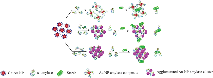 A schematic representation of possible structures present in the media consisting of cit-Au NPs and α-amylase at different enzyme concentrations.