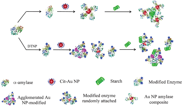 A schematic representation showing the effect of blocking the free thiol groups of the enzyme in its starch digestion in the presence of cit-Au NPs. The blue colored stars in the DTNP modified enzyme indicates blocked thiol groups.