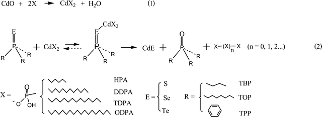 Reaction pathways to dissolve brown CdO powder (1) and produce CdE monomers (2) in the reaction.