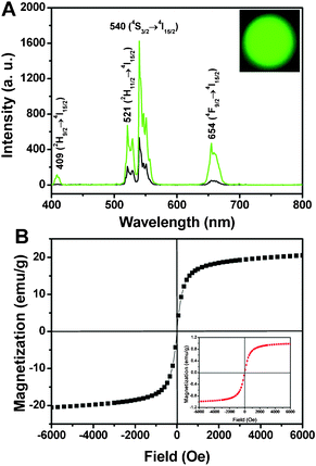 Up-conversion emission spectra of (A) Fe3O4@NaGdF4:Yb/Er (black line), Fe3O4@NaGdF4:Yb/Er@NaGdF4:Yb/Er (green line) and the corresponding photograph under 980 nm irradiation (inset); (B) magnetizations of pure Fe3O4 and Fe3O4@NaGdF4:Yb/Er@NaGdF4:Yb/Er NPs (inset) as a function of applied magnetic field measured at room temperature.