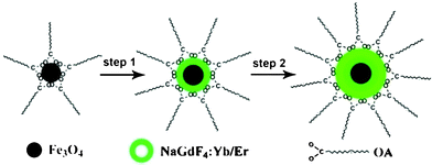 Schematic formation processes of Fe3O4@NaGdF4:Yb/Er@NaGdF4:Yb/Er NPs.