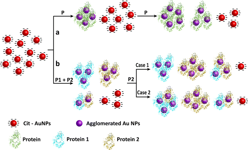 A schematic representation of the process of agglomeration of the NPs in the presence of (a) single protein and (b) binary mixtures of proteins.