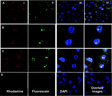 Uptake of dual labeled PBAP4/DNA complex in HeLa cells at different time points: (A) 30 min (B) 1 h (C) 3 h and (D) represents the control cells.