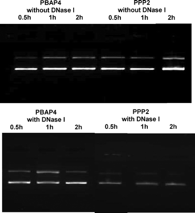 DNase I protection assay of PBAP4/DNA and PPP/DNA complexes against DNase I at different time intervals.