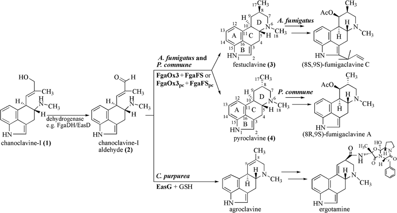 Proposed pathways from chanoclavine-I (1) to fumigaclavines in A. fumigatus and P. commune and to ergotamine in C. purpurea.