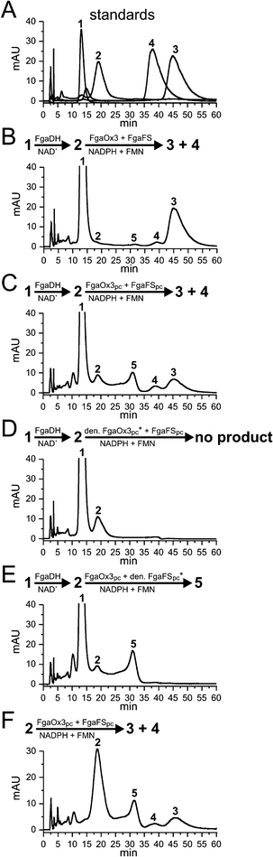 HPLC chromatograms of incubation mixtures of chanoclavine-I and chanoclavine-I aldehyde with different enzyme combinations. The reaction mixtures contained 5 mM of the cofactors NAD+, FMN, NADPH, 1 mM chanoclavine-I, or chanoclavine-I aldehyde and 5 μg of the recombinant enzymes and were incubated at 30 °C for 15 h. The substances were detected with a Photodiode Array detector and illustrated for absorption at 282 nm. 1: chanoclavine-I; 2: chanoclavine-I aldehyde; 3: festuclavine; 4: pyroclavine; 5: shunt product (* heat-inactivated FgaOx3pc or FgaFSpc by boiling for 60 min)