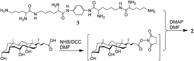 Synthesis of conjugate 2.