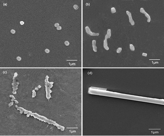 SEM images of biosilica-like structures produced by PLL with reaction times of (a) 5 min, (b) 10 min, (c) 15 min, and (d) 1 h.