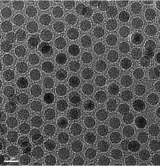 Transmission electron microscopy image of hydrophobic oleic acid capped SPIONs with an average particle size of 8 nm.