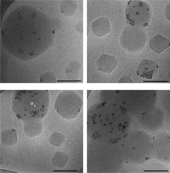 Cryo-TEM images of mesophase nanoparticles loaded with 8 nm spherical SPIONs at a concentrations of 0.3 wt% Fe in phytantriol. The scale bar corresponds to 200 nm. Ordering of the SPIONs within the bulk cubic phase nanoparticle materials can be seen.