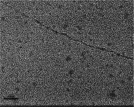 Cryo-TEM image for the specimen from 100 mM NaOEr + 1 M choline. The scale bar is 100 nm.