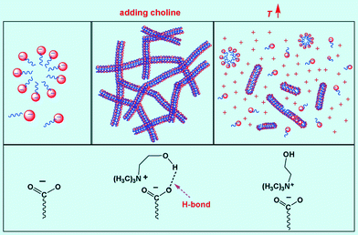 Schematic illustration of the influence of temperature on the interactions between NaOEr and choline.