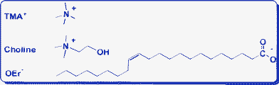 Molecular structures of choline, TMA+ and OEr− used in this work.