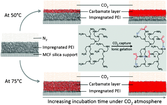 Schematic illustration of PEI-impregnated MCF adsorbents during CO2 capture and release. The initial step of CO2 sorption is critical in determining the working capacity of the adsorbents. The formation of a carbamate “ionic” gel through the complexation of CO2 and PEI inhibits further CO2 diffusion into the gel; and that the operating conditions for CO2 adsorption control the kinetics of formation of this gel layer.