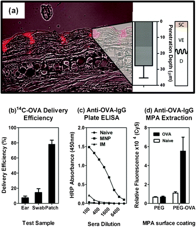 Demonstration of MNP utility for biomedical applications using mouse models. (a) Uniform penetration into the dermis was achieved as previously reported; note that SC = stratum corneum, VE = viable epidermis and D = dermis; (b) delivery of a 14C-labelled ovalbumin protein was confirmed by scintillation counting and (c) after 21 days the mice mounted a strong specific antibody response; (d) selective extraction of the Anti-ovalbumin-IgG was confirmed at the same time using a modified ELISA assay on the MNP surface.