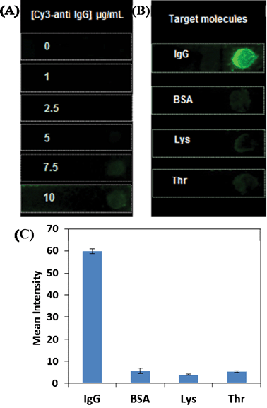 (A) Fluorescence images of anti-goat IgG-PS beads spotted paper strips incubated with signalling anti-goat IgG at different concentrations. Fluorescence images (B) and their intensity profile (C) of anti-goat IgG-PS beads immobilized paper strips upon incubation with IgG and three interference proteins, namely BSA, lysozyme and thrombin with concentration of 1 μg mL−1 each. The signalling antibody concentration was kept as 5 μg mL−1.