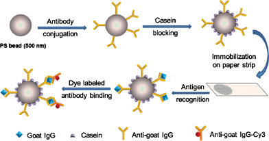 Schematic illustration of the paper-based fluoroimmunoassay.