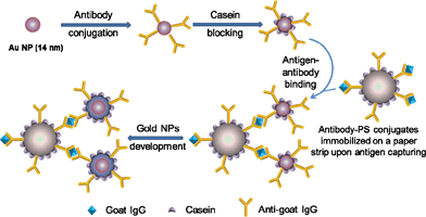 Schematic illustration of the paper-based colorimetric immunoassay.