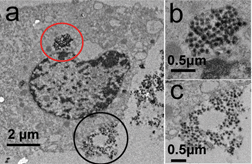 The Bio-TEM images of MCF-7 cells after incubation with MSNs for 24 h (a). (b) and (c) are the magnifications of the red (b) and black (c) circled sections in (a), respectively.