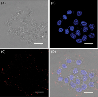 Confocal images of HepG2 cells: (A) optical image under visible light; (B) DAPI emission at 460 nm, showing the location of the nuclei of the HepG2 cells; (C) red fluorescence originating from the PEGMA-coated CuInS2/ZnS QDs; and (D) image showing a superposition of Fig. 4A, B, and C.