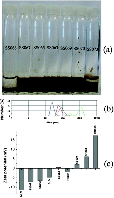 (a) Photographs of various samples (b) size distribution of bare SPIONs after ultrasonication (red), MLV before (green) and after (blue) ultrasonication and LBCSPIONs SS069 (black); (c) zeta potential data of various samples